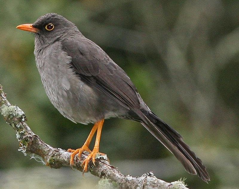 大棕鸫 大棕鸫的图片