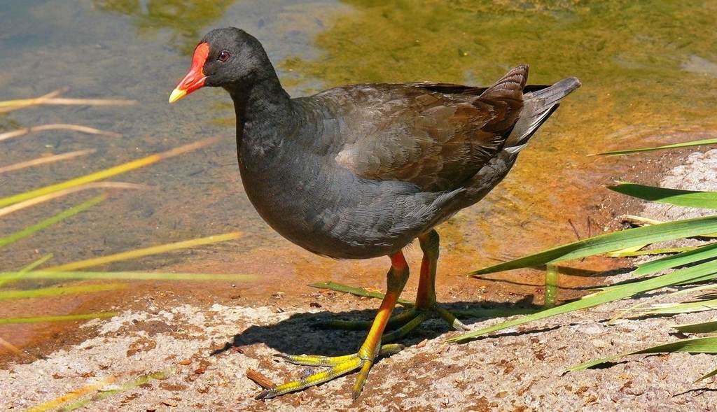 ��ɫˮ����ͼƬ