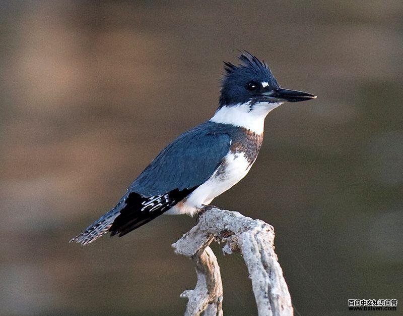 大鱼狗属 大鱼狗属的图片