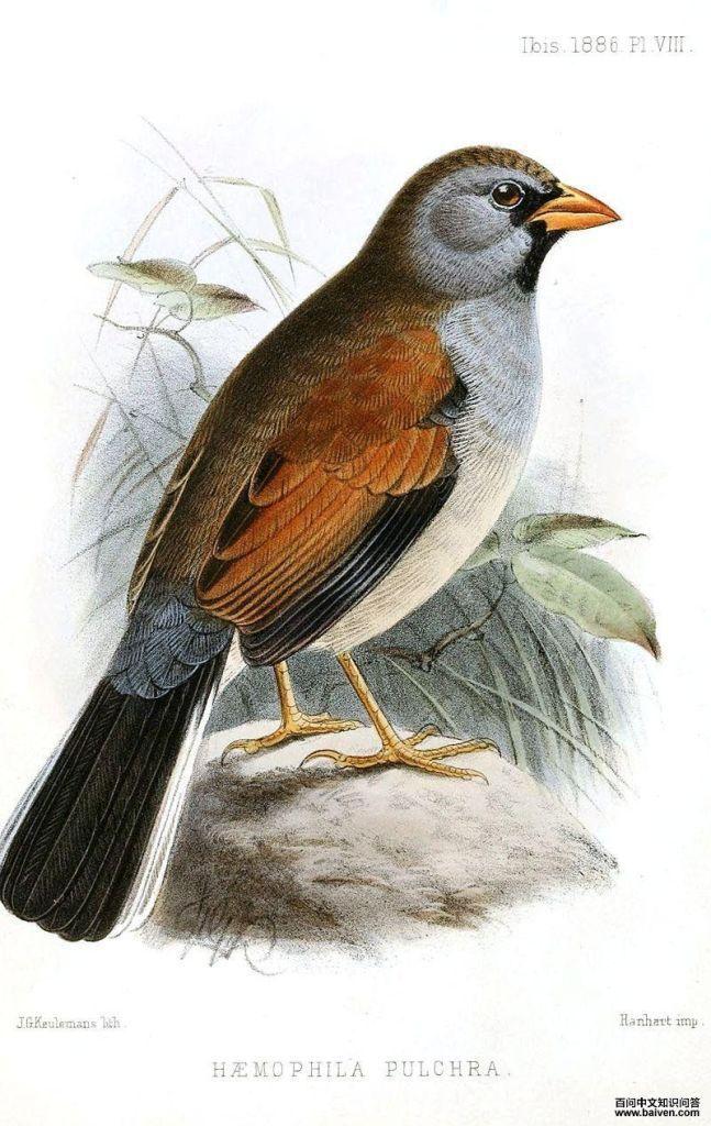 ��ӡ��ȸ��ͼƬ