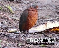 大蚁鸫 大蚁鸫的图片