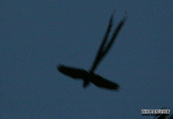 大燕尾夜鹰 大燕尾夜鹰的图片