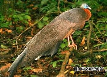 ���۰���