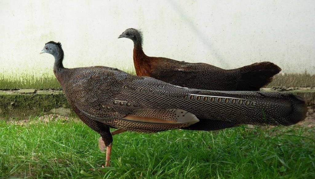 ���۰���