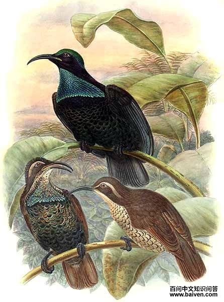 ���ڱǷ����ͼƬ