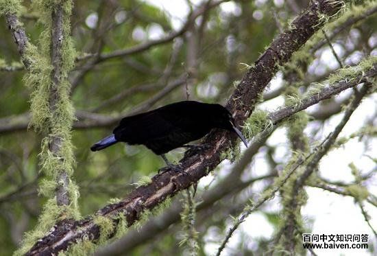 ���ڱǷ���