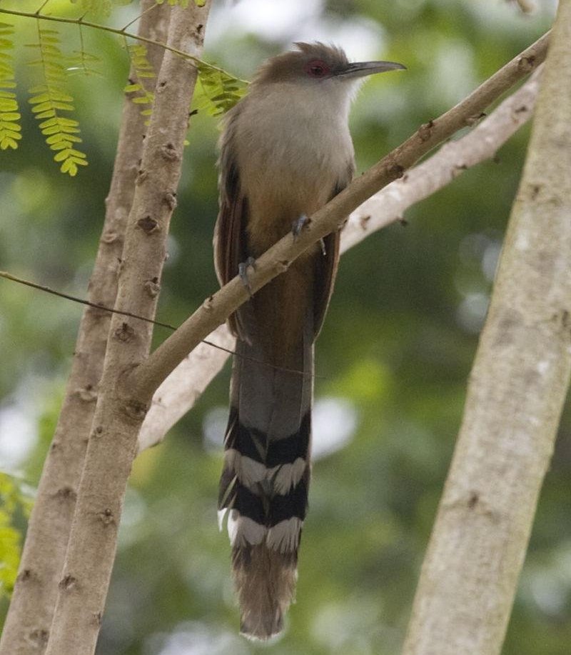 ������ͼƬ