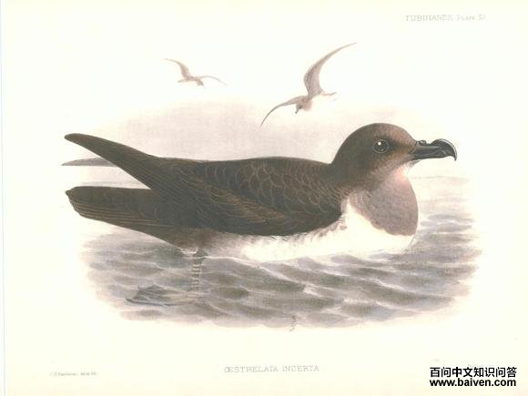 大西洋圆尾鹱 大西洋圆尾鹱的图片