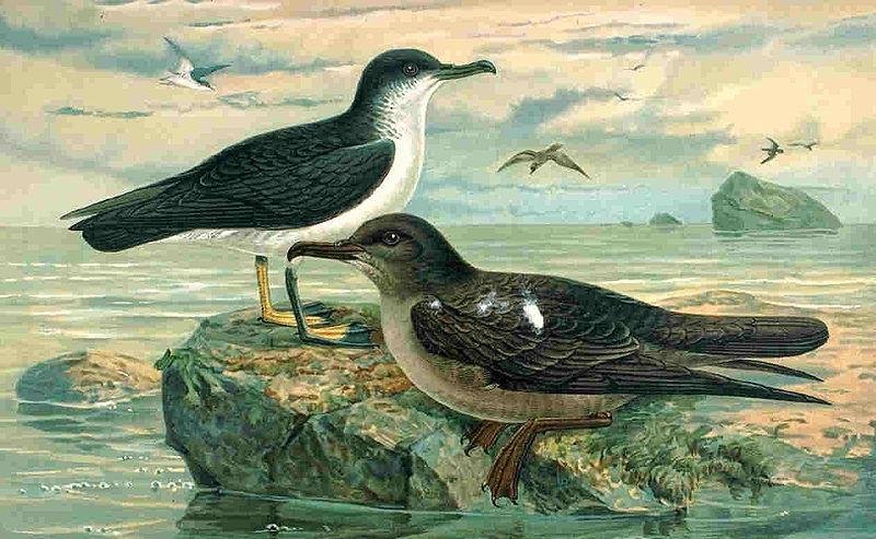 �������׵�ͼƬ