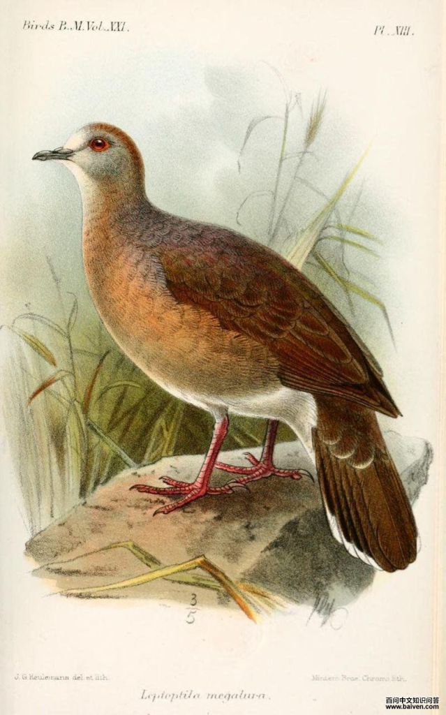 大尾棕翅鸠 大尾棕翅鸠的图片