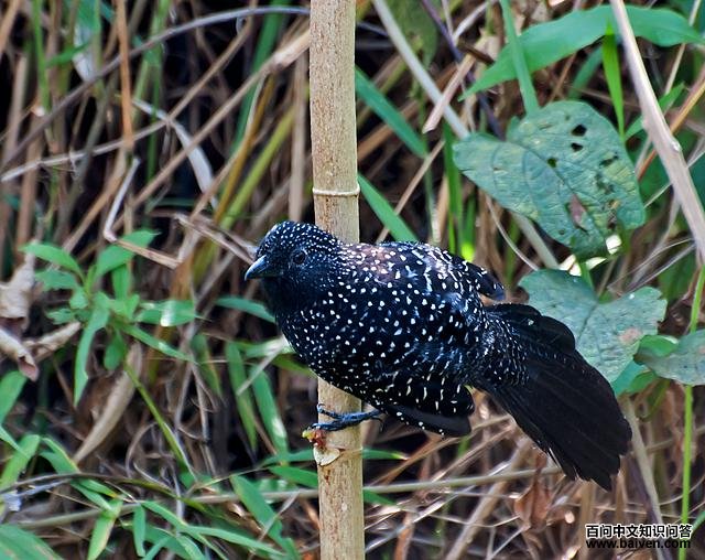 ��β���V��ͼƬ