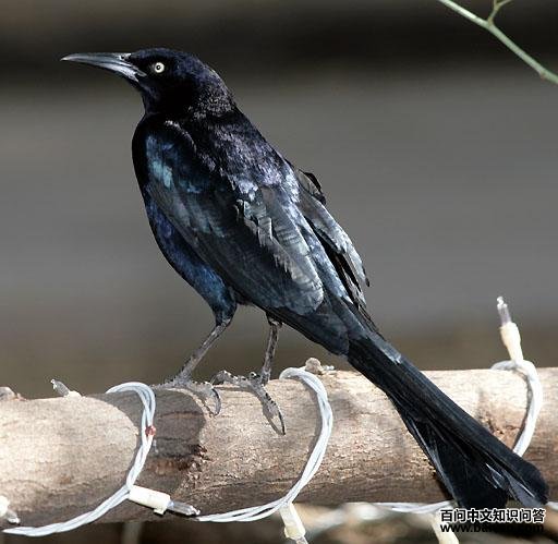 大尾拟八哥 大尾拟八哥的图片