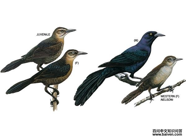 Illustration: Great-tailed grackle