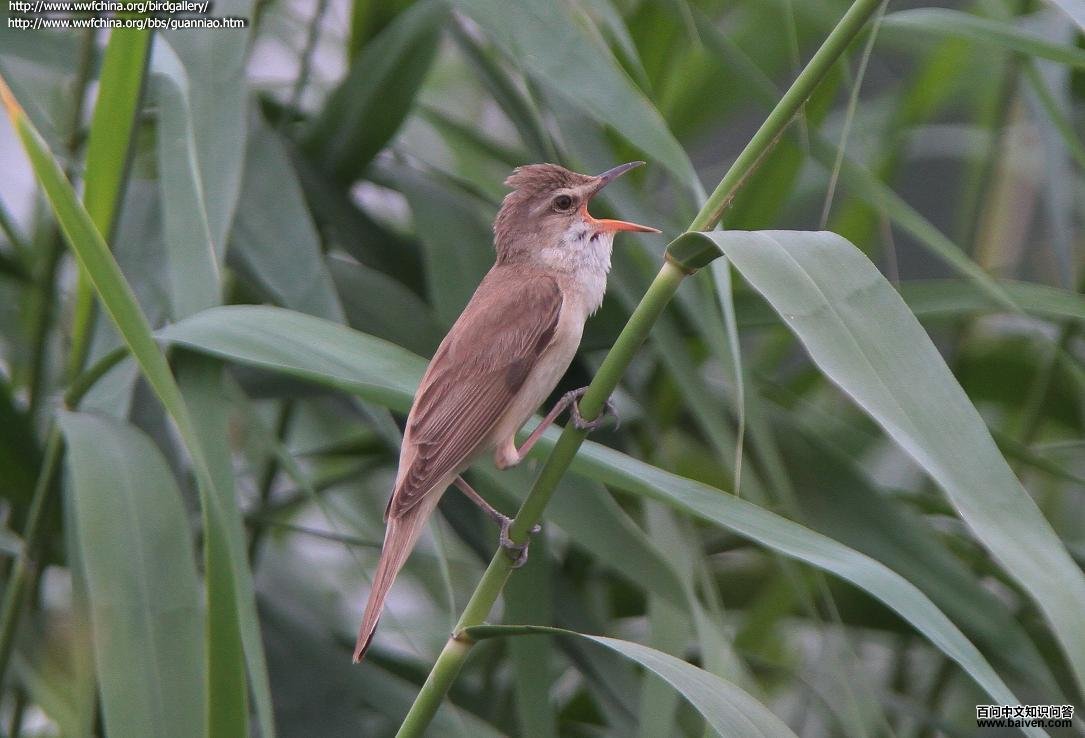 ��έݺ��ͼƬ