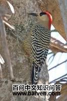 ��츹��ľ���ͼƬ