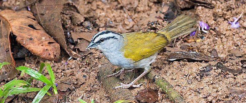 �����ͷȸ��ͼƬ