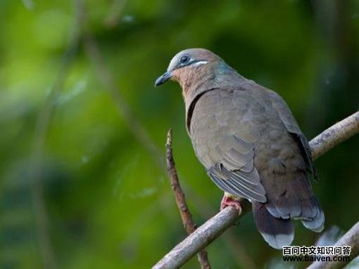 ��ֹ���ͼƬ