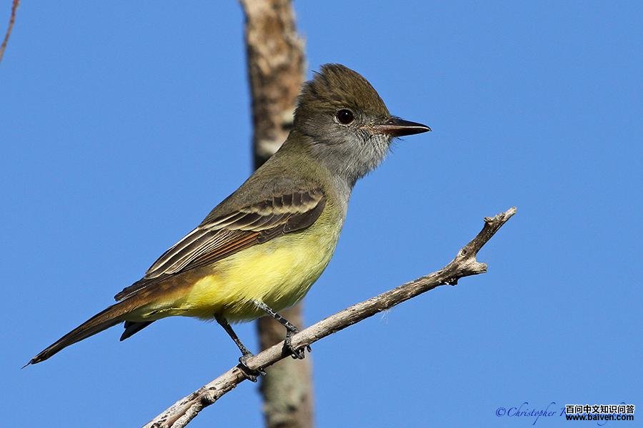 ���Ӭ���l��ͼƬ