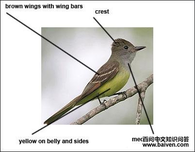 ���Ӭ���l