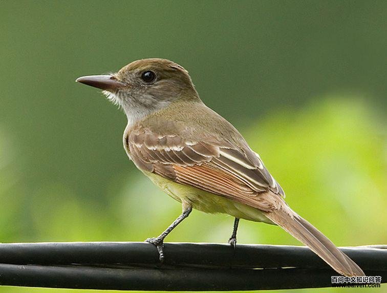 ���Ӭ���l