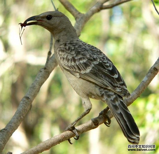 大亭鸟 大亭鸟的图片