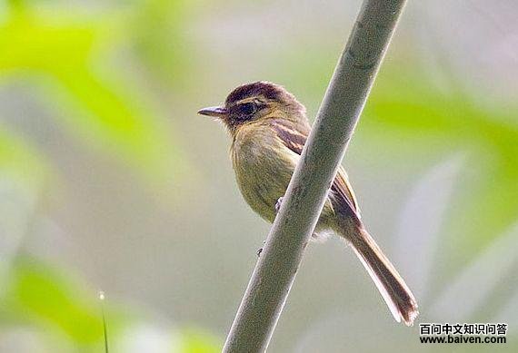 ��ͷ������l��ͼƬ