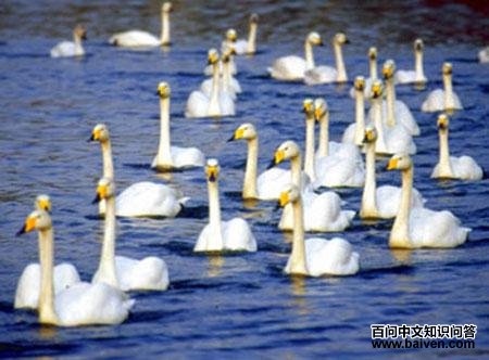 �������Ⱥ