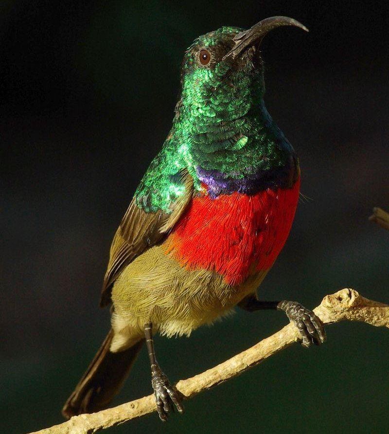 大双领花蜜鸟 大双领花蜜鸟的图片