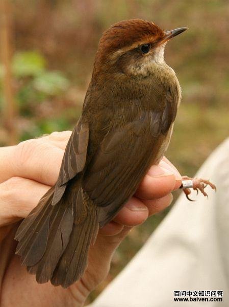 ����ݺ������