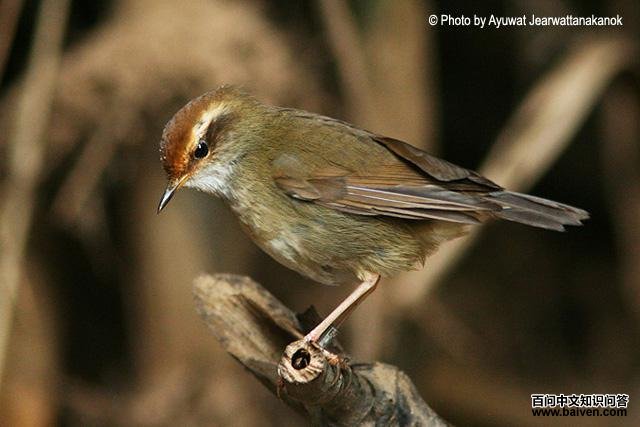 大树莺 大树莺的图片