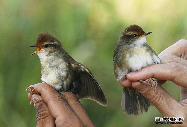 ����ݺ������