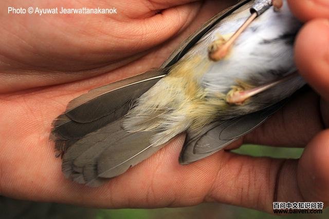 ����ݺ��������β�