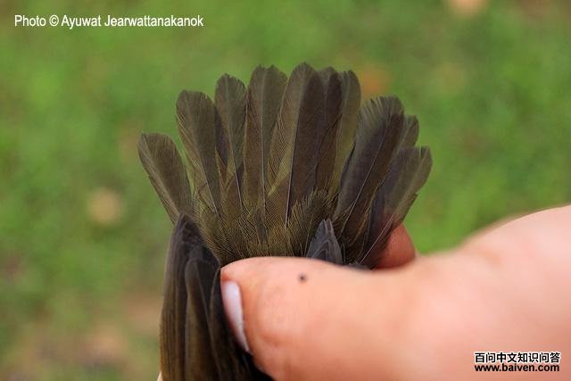 ����ݺ��β��