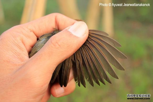 ����ݺ�ĳ��