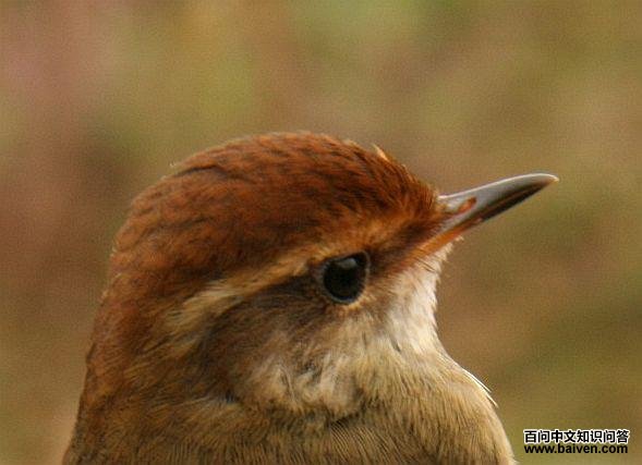 ����ݺ��ͷ��