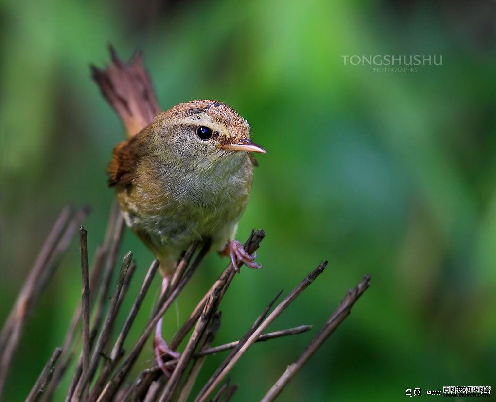 �ض���ݺ����ü�Ƶ����Ȳ�����������