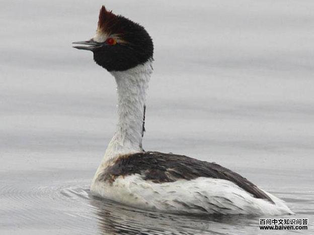 阿根廷鸊鷉 阿根廷鸊鷉的图片