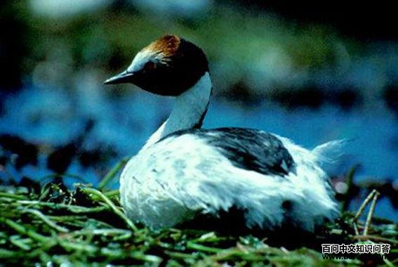 ����͢�G�f