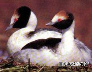 ����͢�G�f