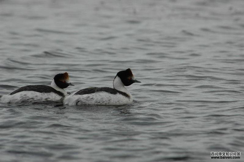 ����͢�G�f