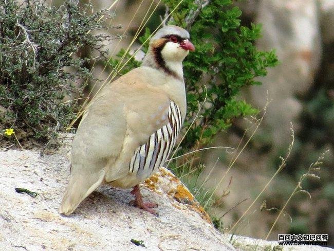 大石鸡 大石鸡的图片