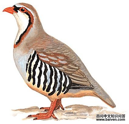 ��ʯ����̬����ͼ