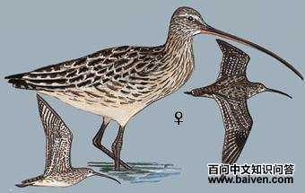 ����֣���̬����ͼ