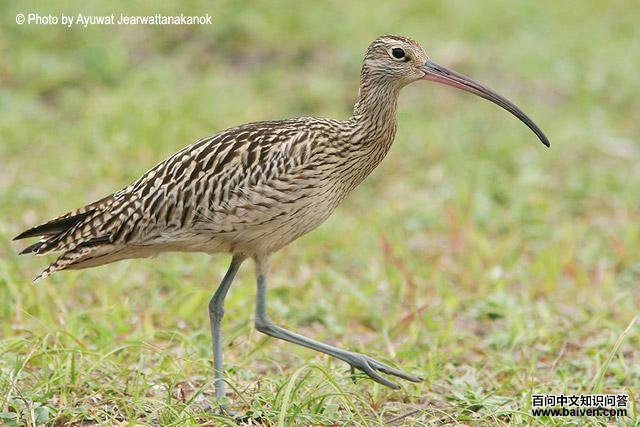 ����֣�����