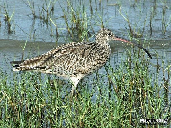 大杓鹬 大杓鹬的图片