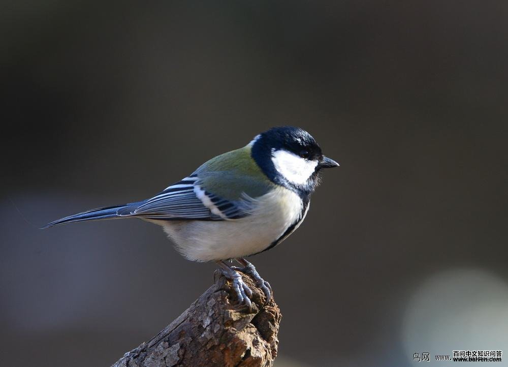 大山雀 大山雀的图片