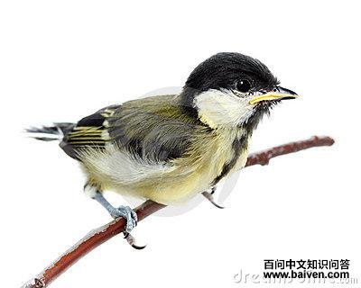 ��ɽȸ����