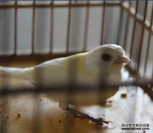 �׻��Ĵ�ɽȸ