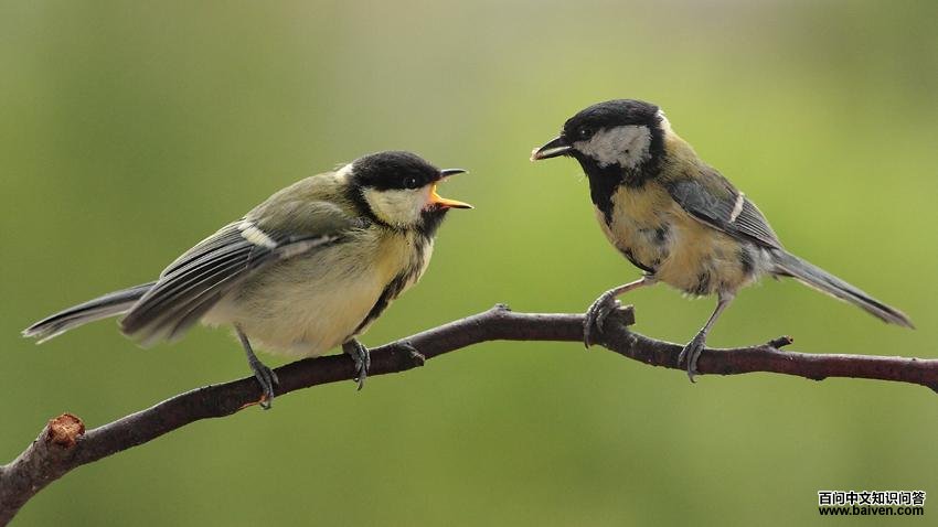 ��ɽȸ��������Ϊ����