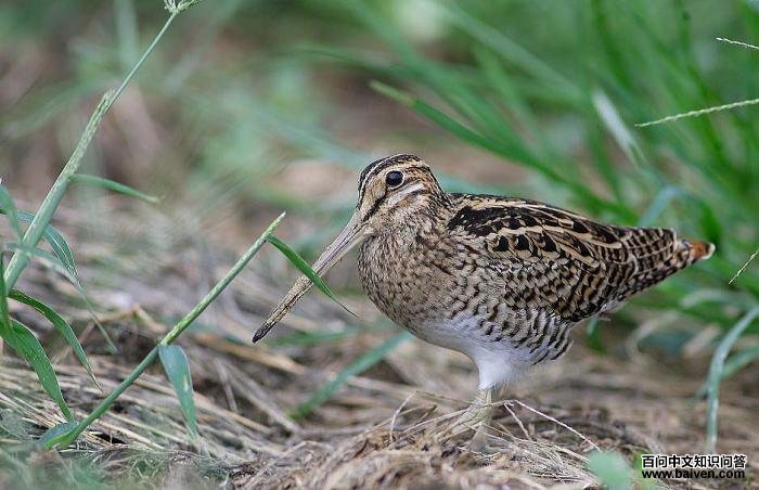 ��ɳ׶��ͼƬ